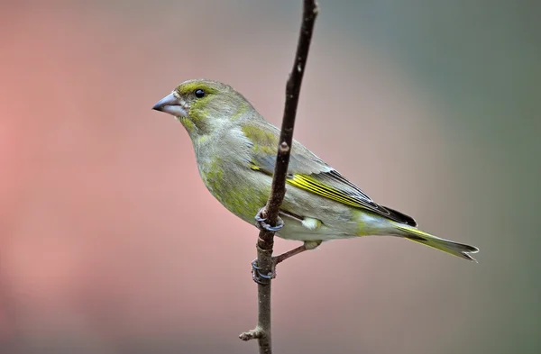 Greenfinch — Stock Photo, Image