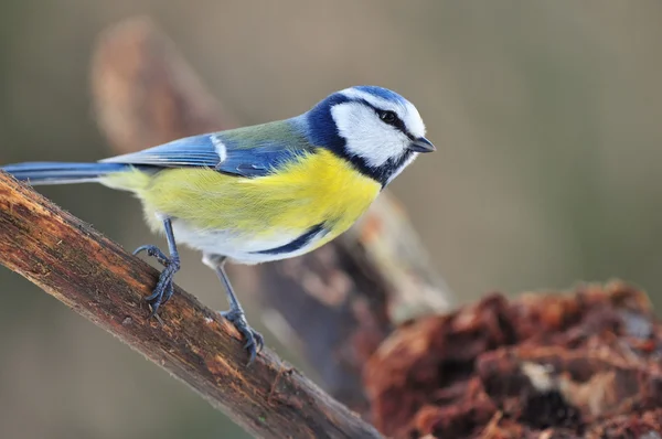 Blue tit — Stock Photo, Image