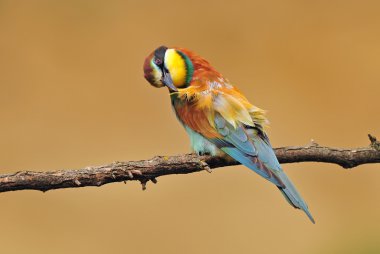 Arı yiyen bu tüy Temizleme