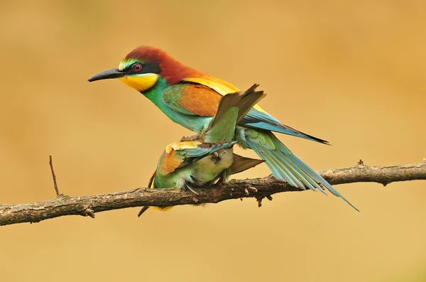 Bee eater mating — Stock Photo, Image