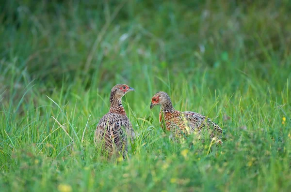 Two young pheasants — Stock Photo, Image