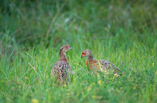 Two young pheasants