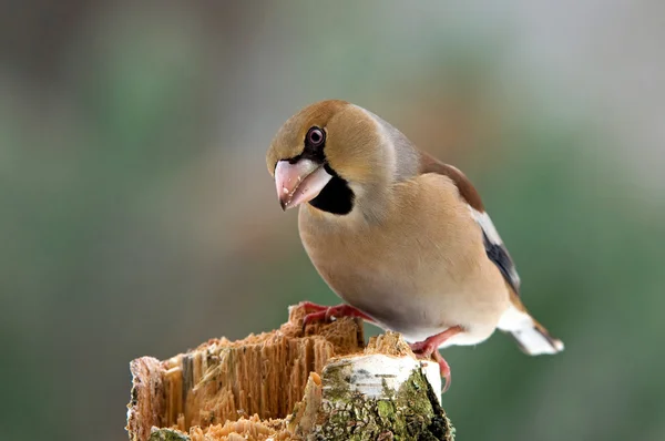 Κοινή hawfinch — Φωτογραφία Αρχείου