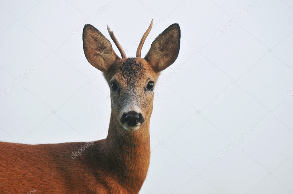 Close up photo of roe deer