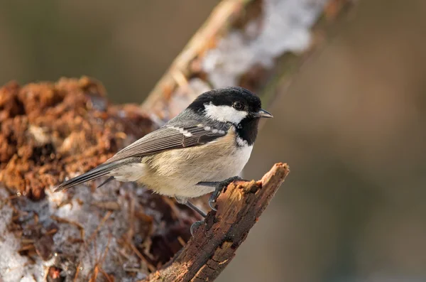 Kohlmeise — Stockfoto