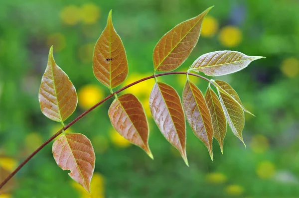 Leaf with ant on it — Stock Photo, Image