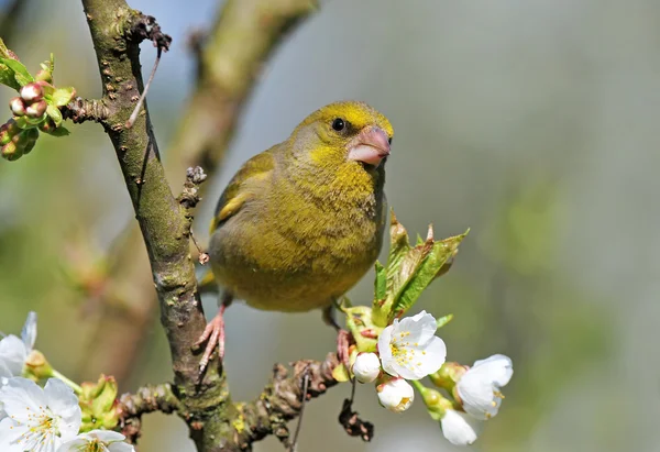 Greenfinch — Stock Photo, Image