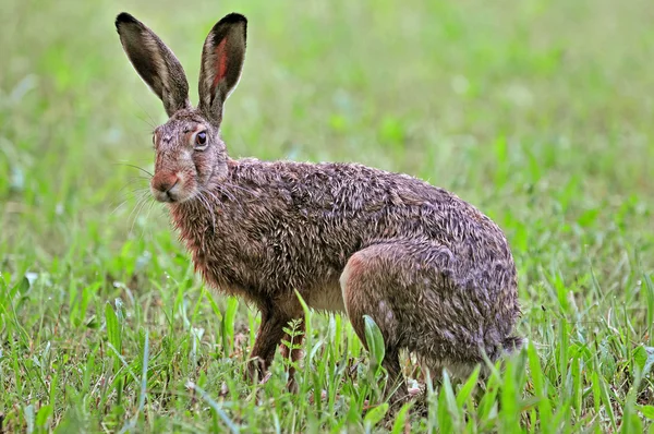 棕色野兔 — 图库照片