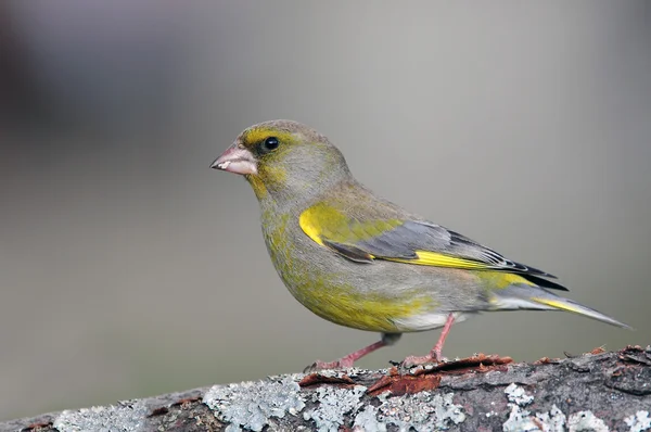 Greenfinch — Stock Photo, Image