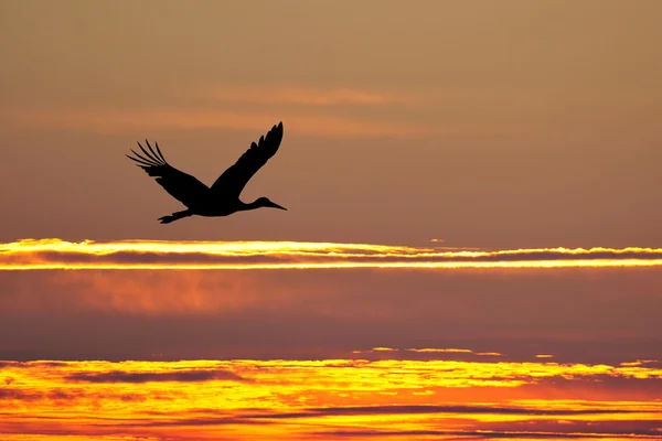 Silhouette of white stork at sunset — Stock Photo, Image