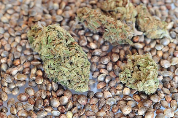 Esrar tomurcukları ve tohum