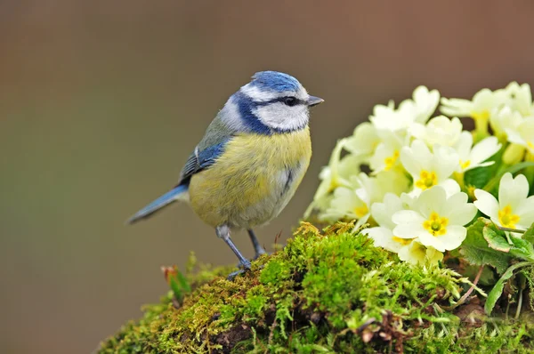 Maminha azul com flor de prímula — Fotografia de Stock