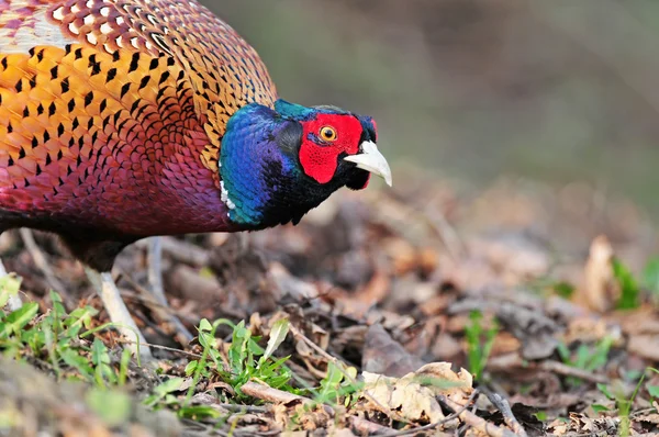 Wild pheasant — Stock Photo, Image