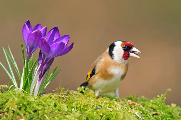 Goldfinch with crocus — Stock Photo, Image