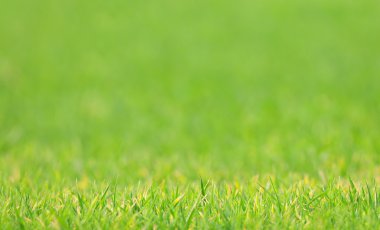 Doğa arka plan - arka plan bulanık çim