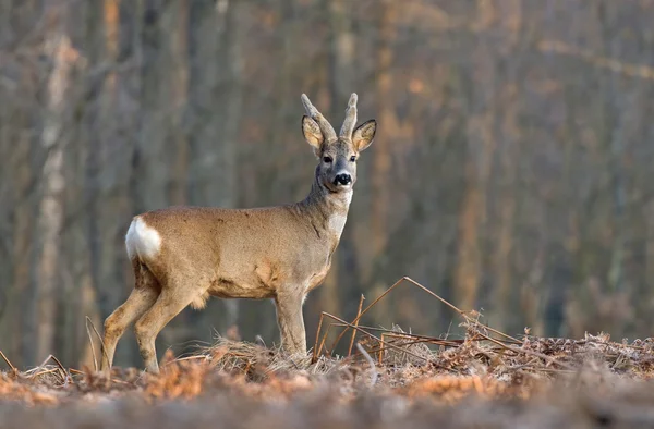 Roe deer — Stock Photo, Image