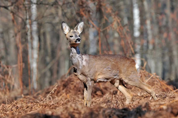 Rehwild — Stockfoto