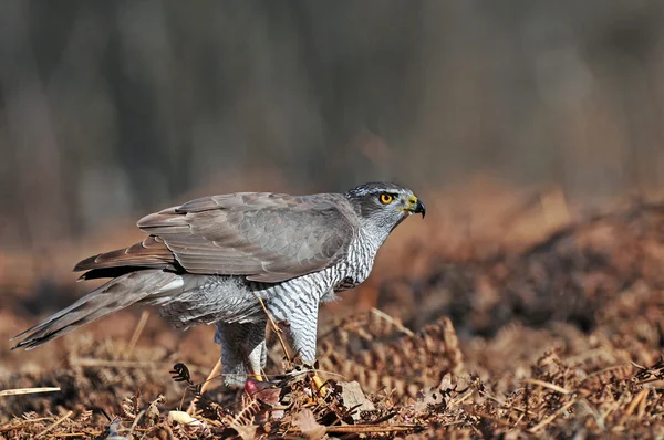 Βόρειο Goshawk — Φωτογραφία Αρχείου