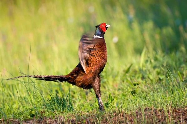 Pheasant — Stock Photo, Image