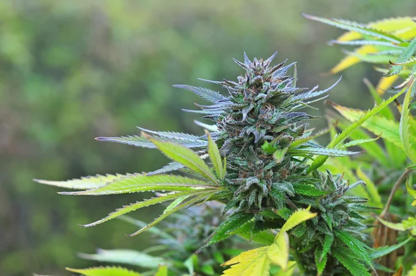 Cannabis bud — Stockfoto