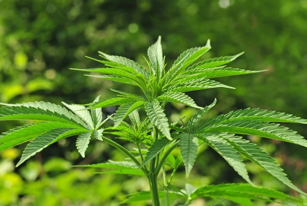 Cannabispflanze — Stockfoto