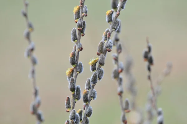 Catkins — Stock Photo, Image