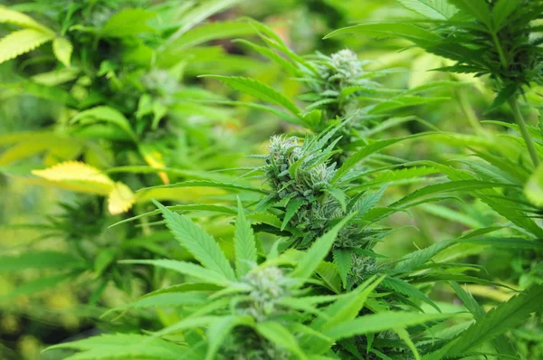 大麻植物在开花期 — 图库照片