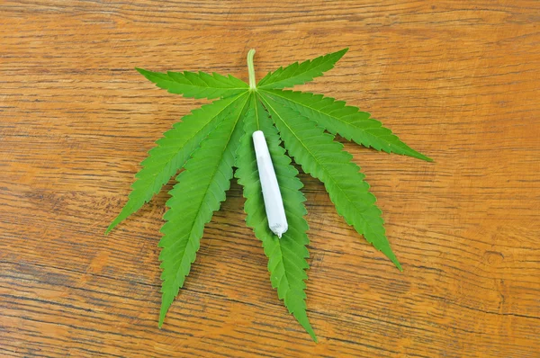Foglia di cannabis con articolazione — Foto Stock