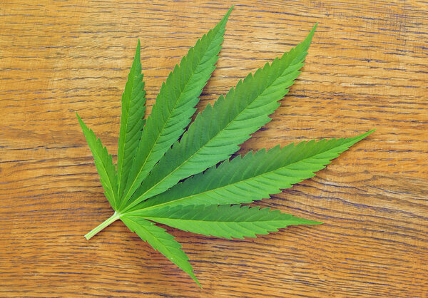 Cannabis leaf