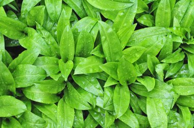 Yağmur damlaları ile yabani sarımsak