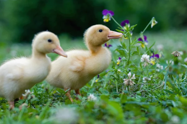 Jonge eenden — Stockfoto