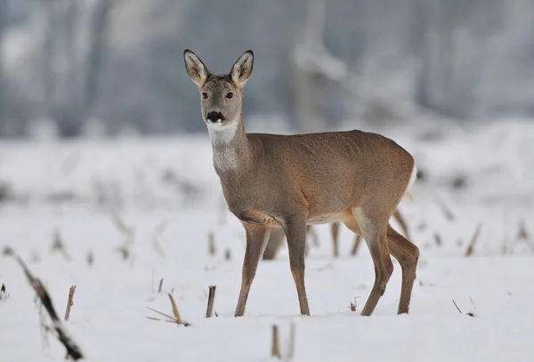 Rehwild — Stockfoto