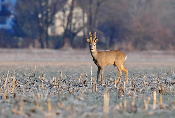 Rehwild — Stockfoto