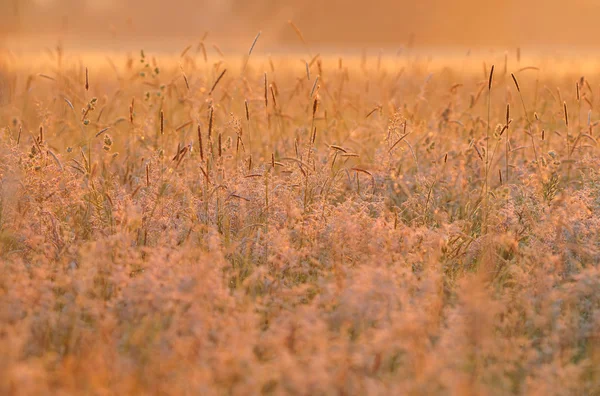 暖かい朝の早い光を草します。 — ストック写真
