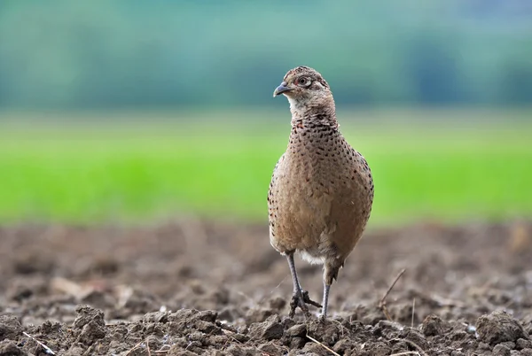 Female pheasant — Stock Photo, Image