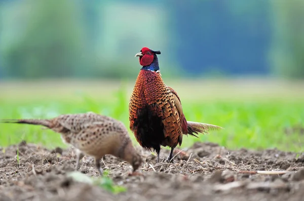 Male and female pheasant — Stock Photo, Image