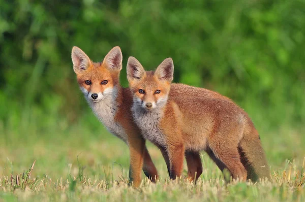 Duas raposas vermelhas — Fotografia de Stock