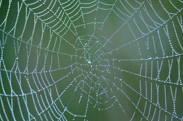 Păianjen web cu rouă de dimineață — Fotografie, imagine de stoc