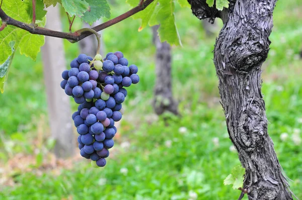 Uvas vermelhas — Fotografia de Stock