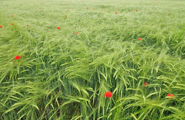 Field of barley — Stock Photo, Image