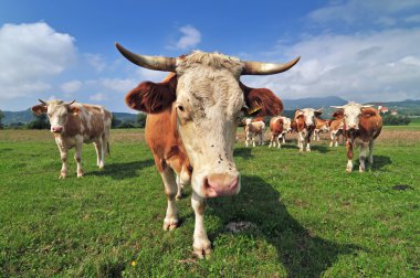 İnek Sürüsü bir alanda