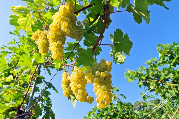 Witte druiven met blauwe lucht op de achtergrond — Stockfoto