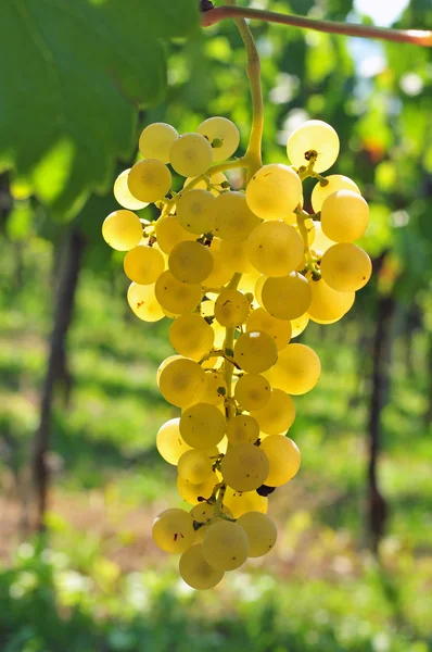 Uvas brancas iluminadas para trás — Fotografia de Stock