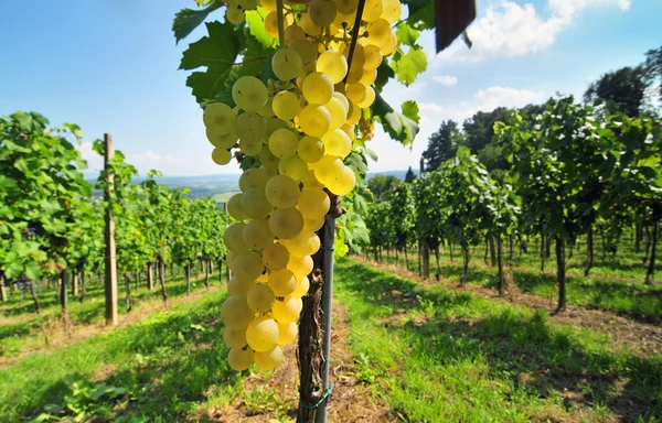 Białych winogron — Zdjęcie stockowe