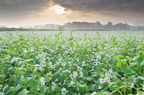 Campo de trigo mourisco — Fotografia de Stock