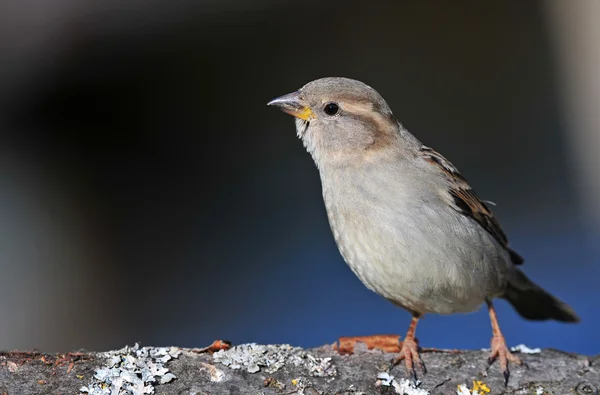 Σπίτι sparrow — Φωτογραφία Αρχείου