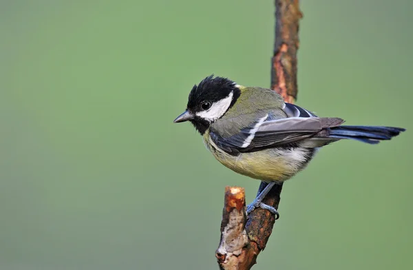 Great tit - juvenile — 图库照片