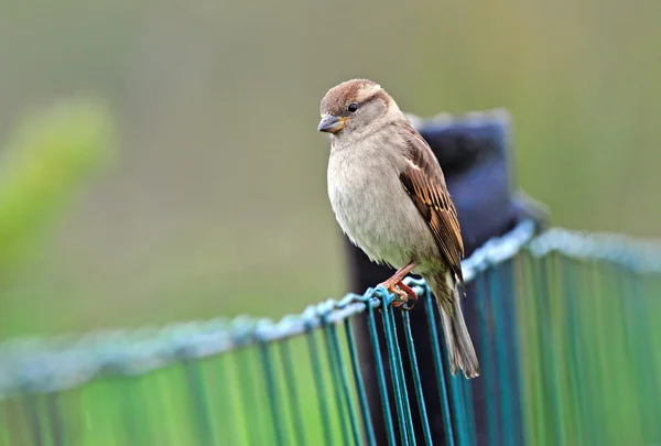 House sparrow - female — 스톡 사진