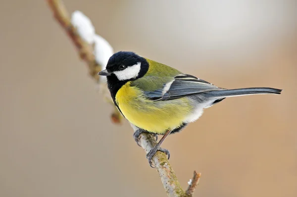 Kohlmeise — Stockfoto