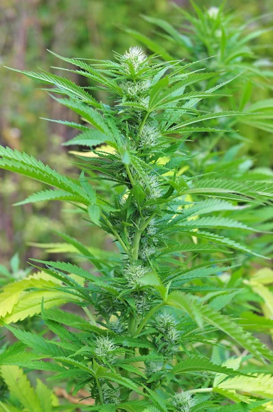 Planta de cannabis em fase de floração — Fotografia de Stock